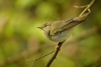 Budnicek lesni - Phylloscopus sibilatrix - Wood Warbler 8636